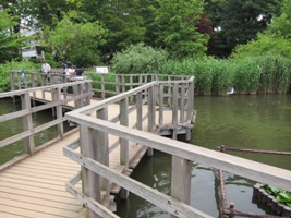 2011/06/05洗足池公園水生植物園